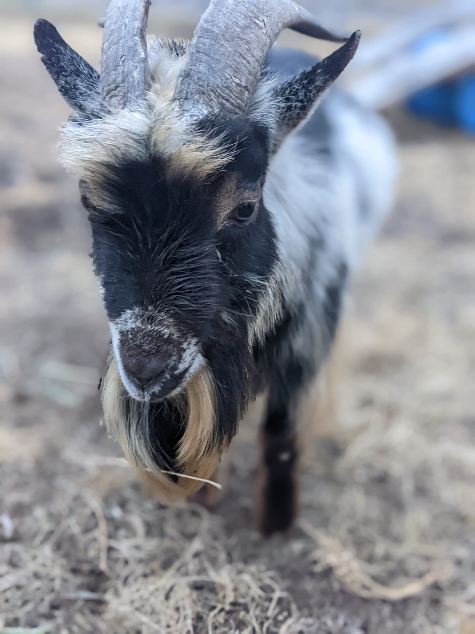 face of a horned goat