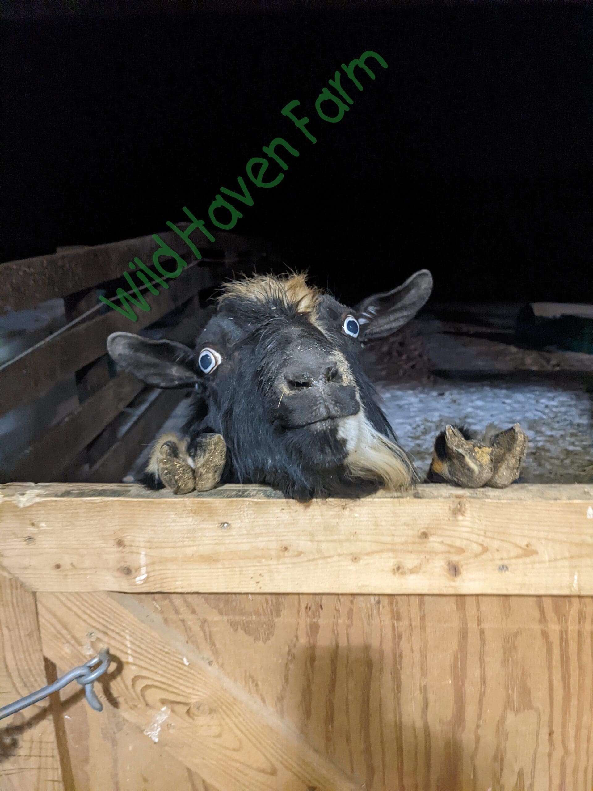 Crazy looking goat standing up looking at the camera from behind a dutch barn door