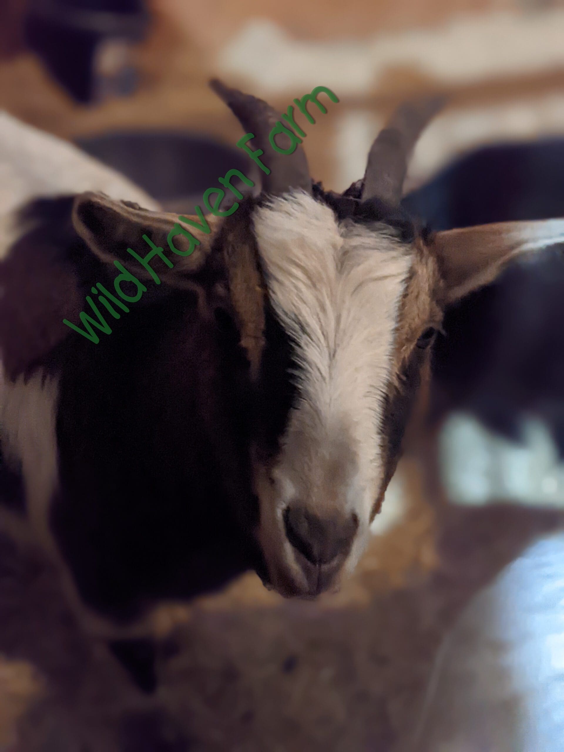 Female goat looking at camera