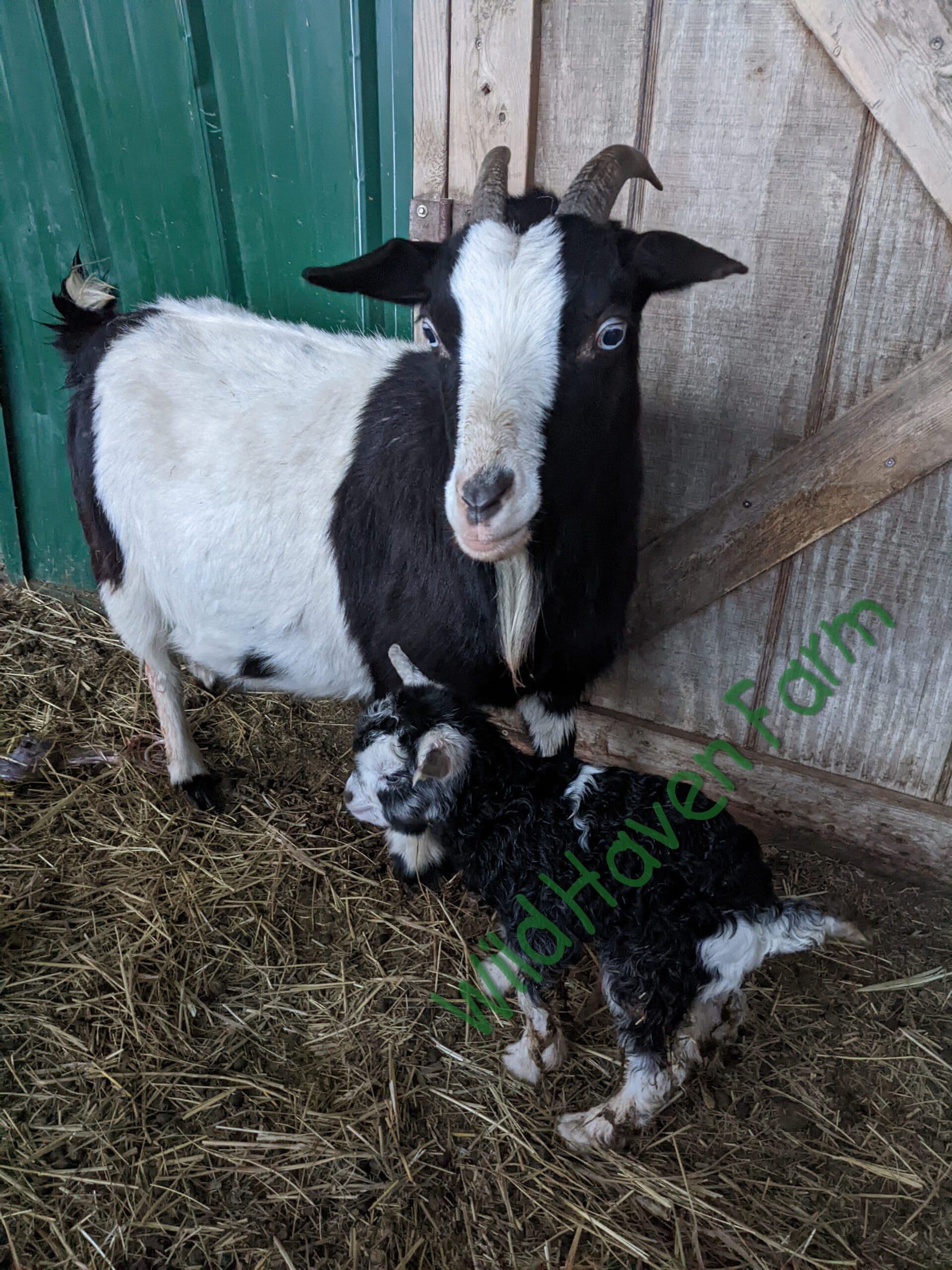 Goat (Lily) and her kid (Keith)