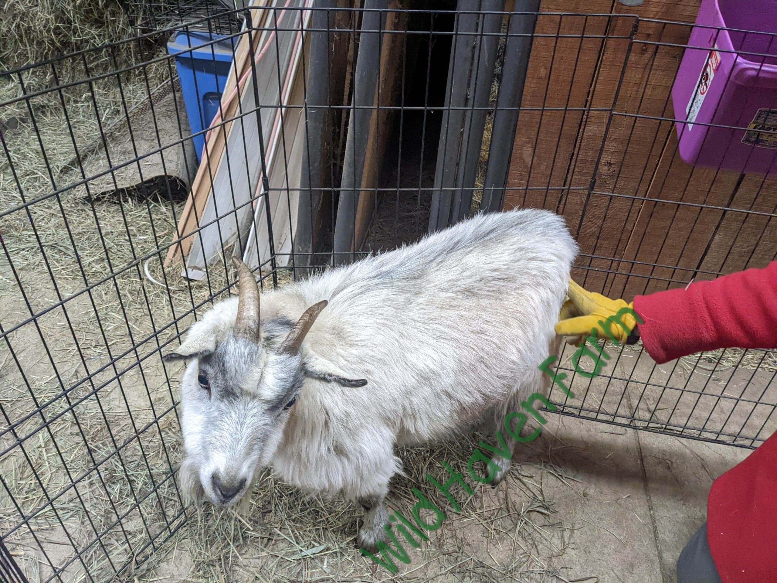 Female goat in pen