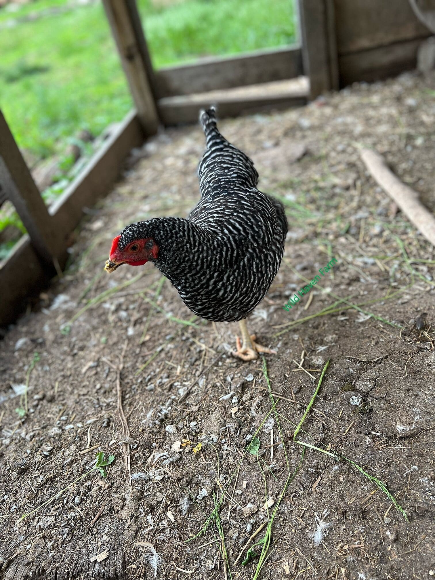 Barred Rock chicken