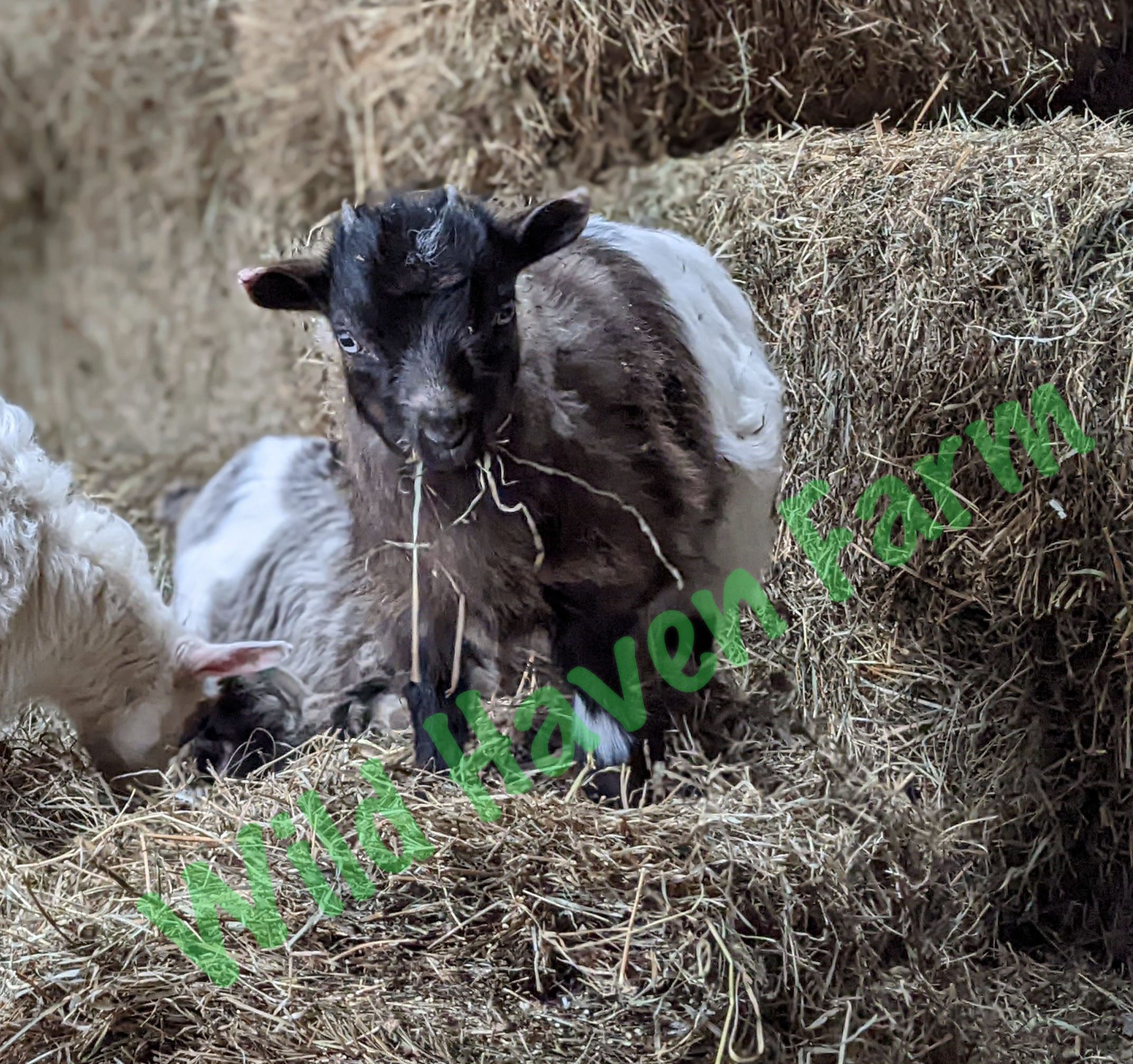 baby goat standing on a hay bale with a mouth full of hay.