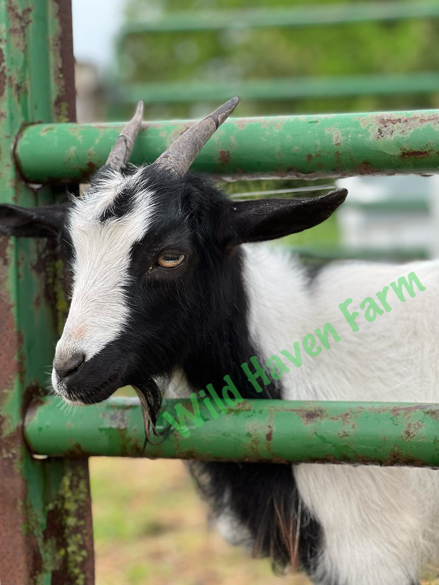 Goat with head through a metal fence
