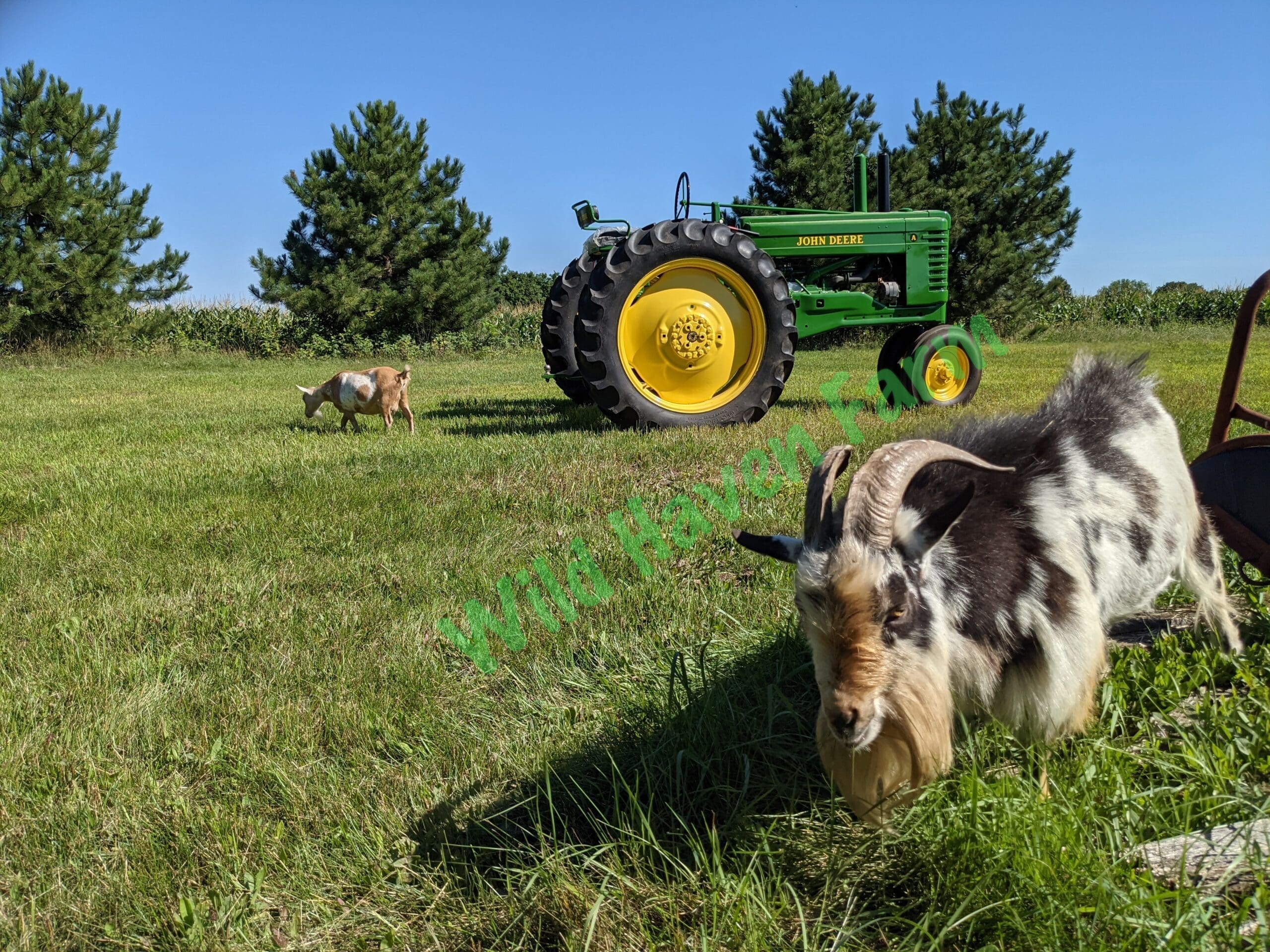 Nigerian Dwarf goats in a pasture with a John Deere Tractor