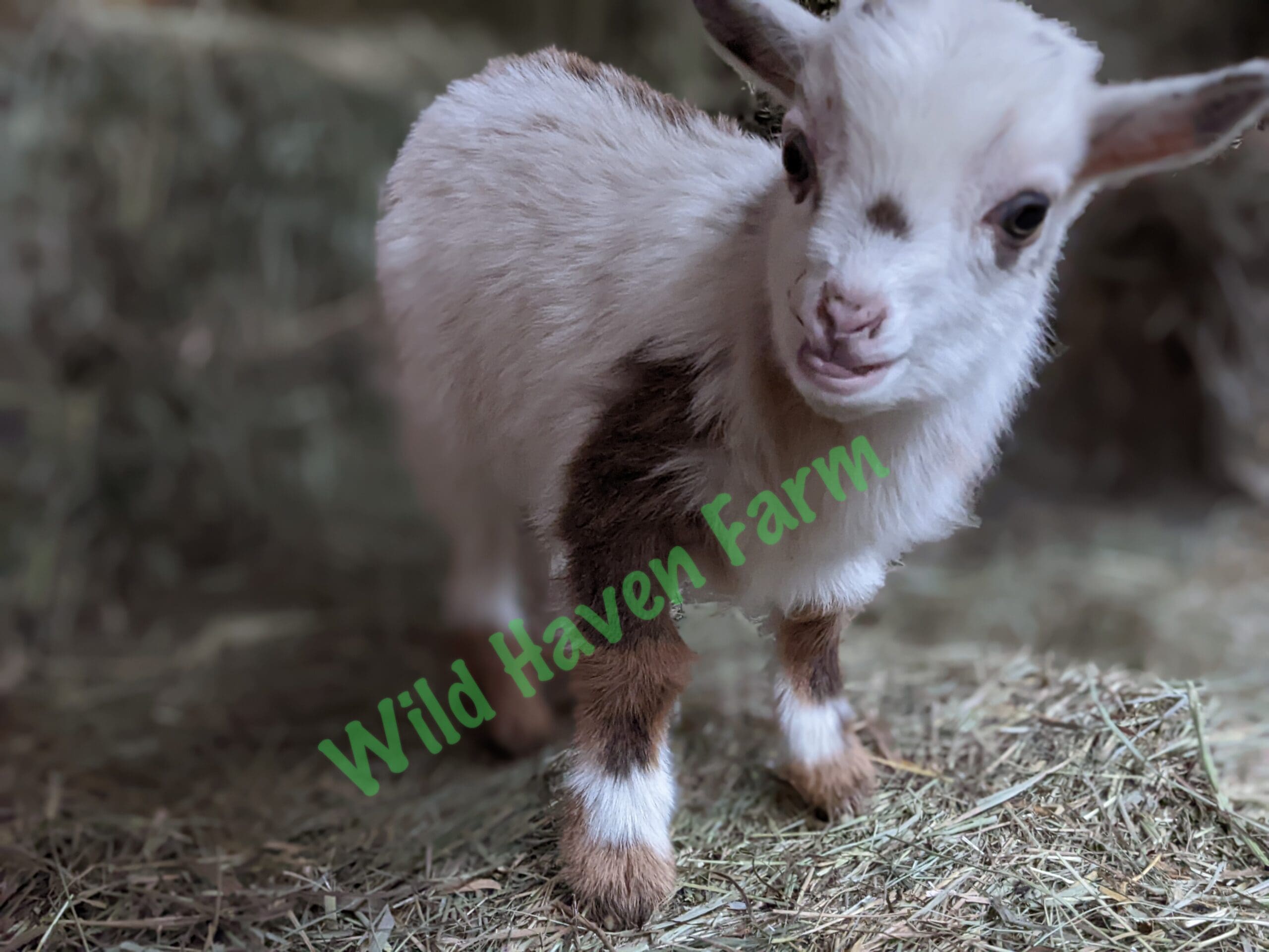 Nigerian Dwarf buckling