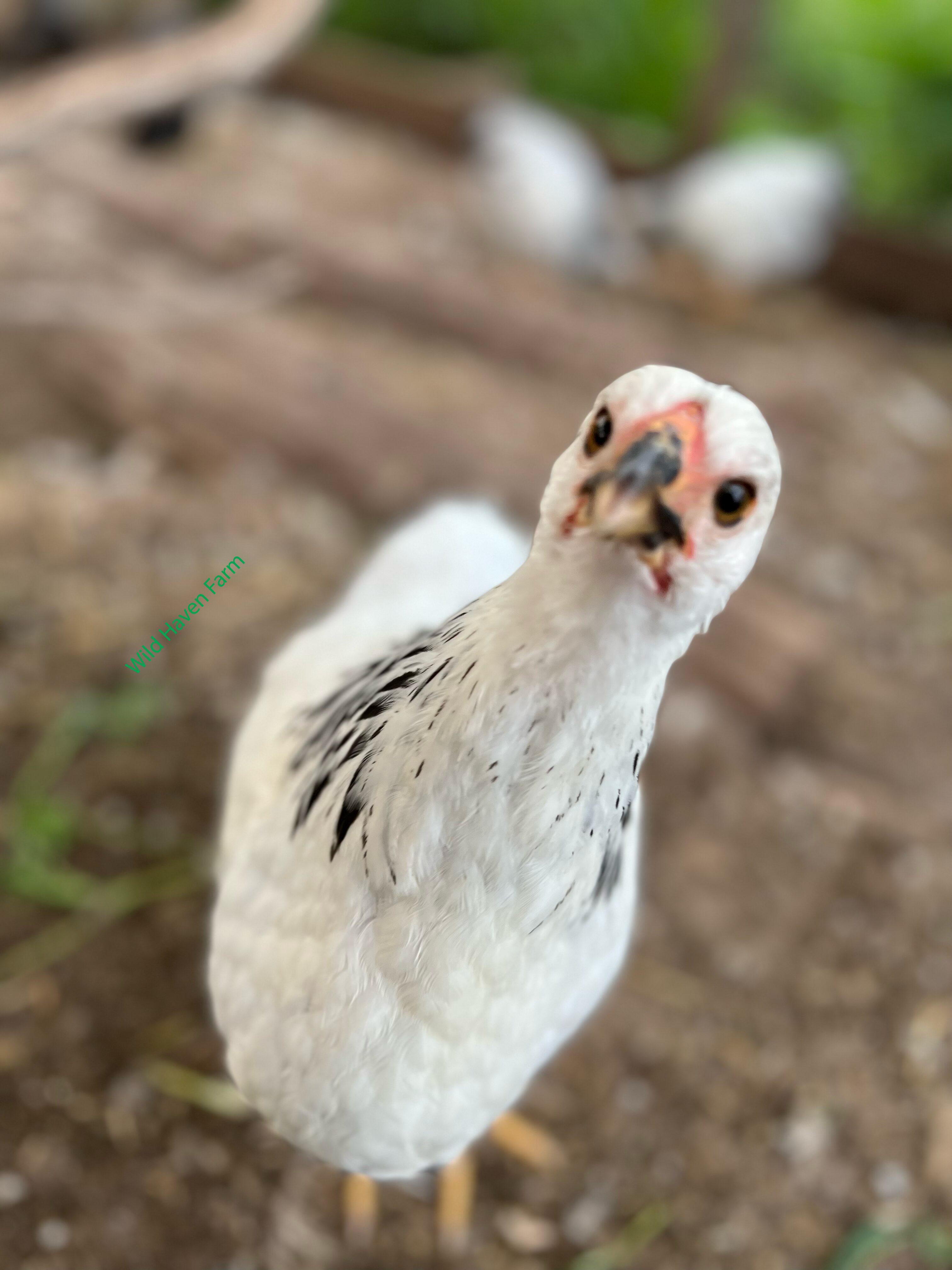 Columbian Wyandotte chicken looking at the camera