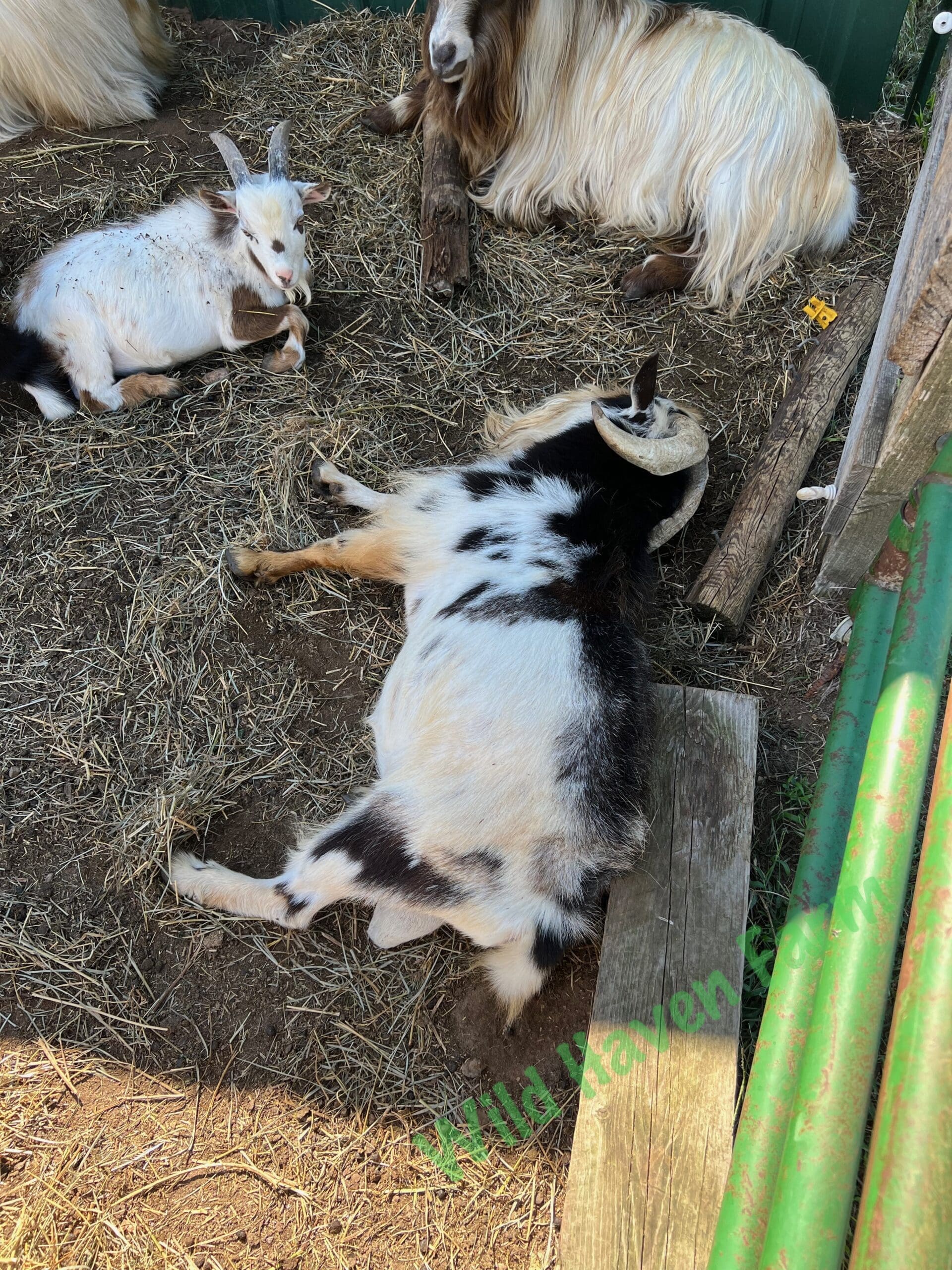 Male goat laying on the ground