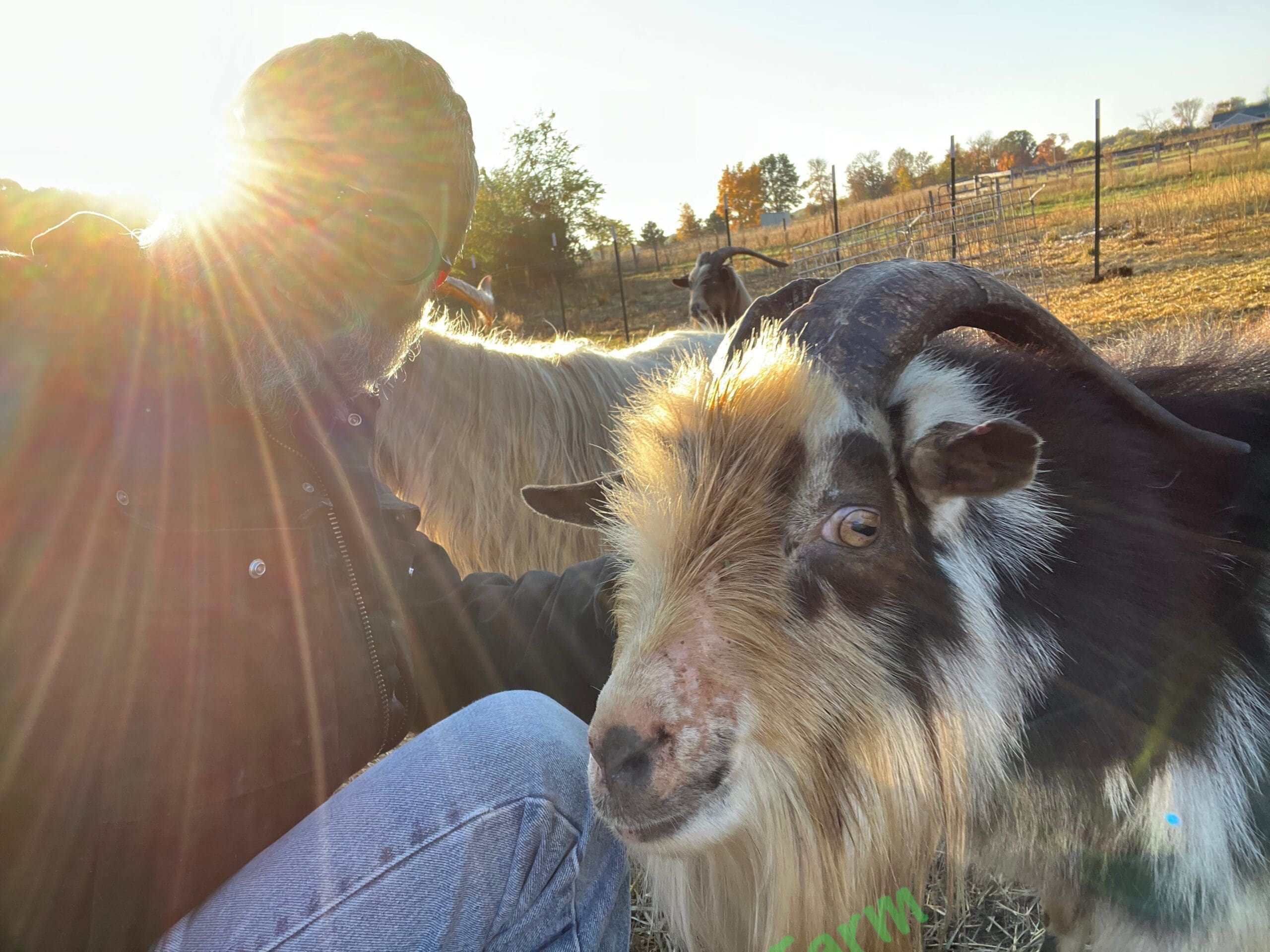Goat and man taking a selfie.