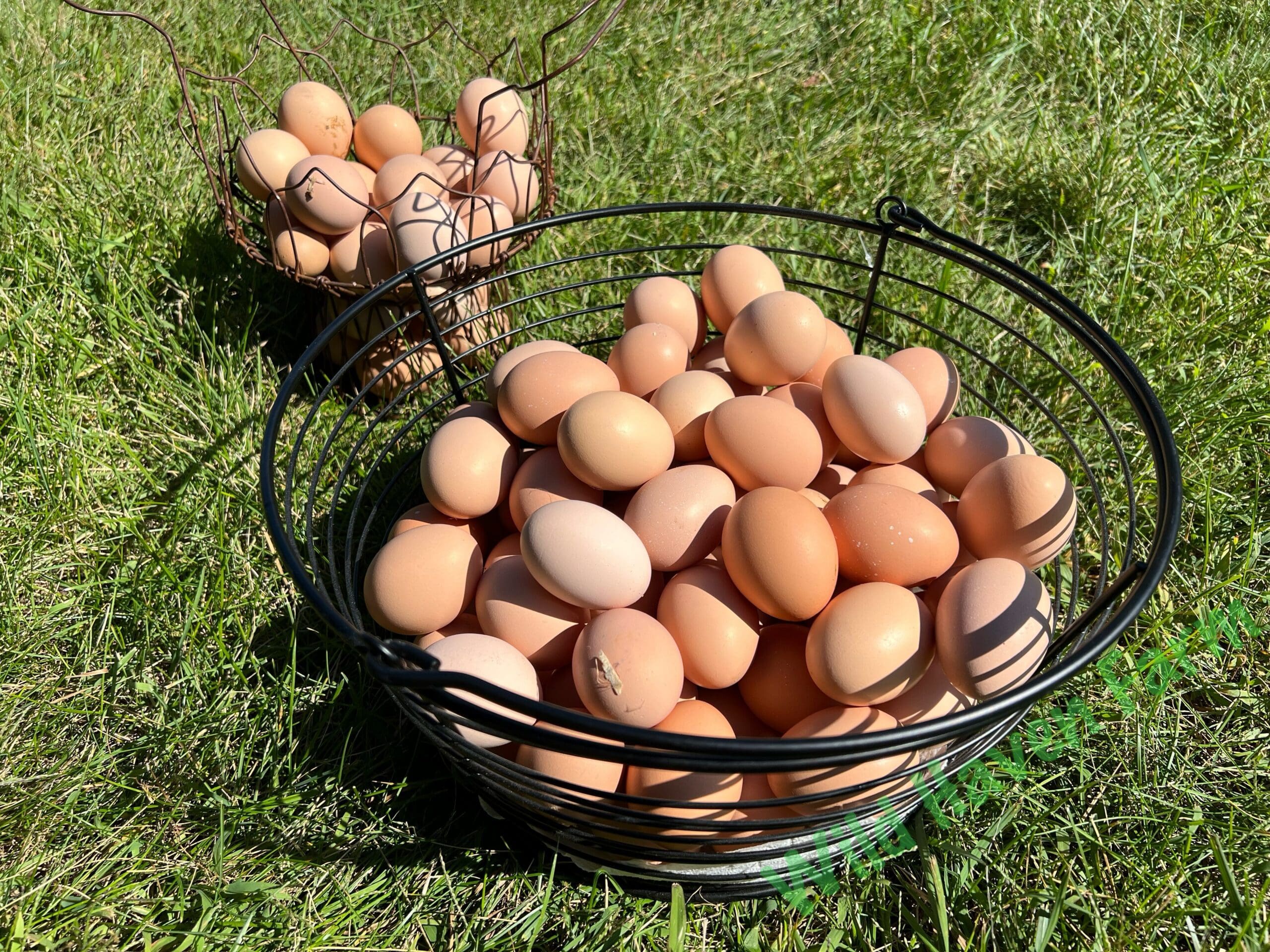 Eggs IMG_1657-(W) 2022-09-11 eggs in a wire basket