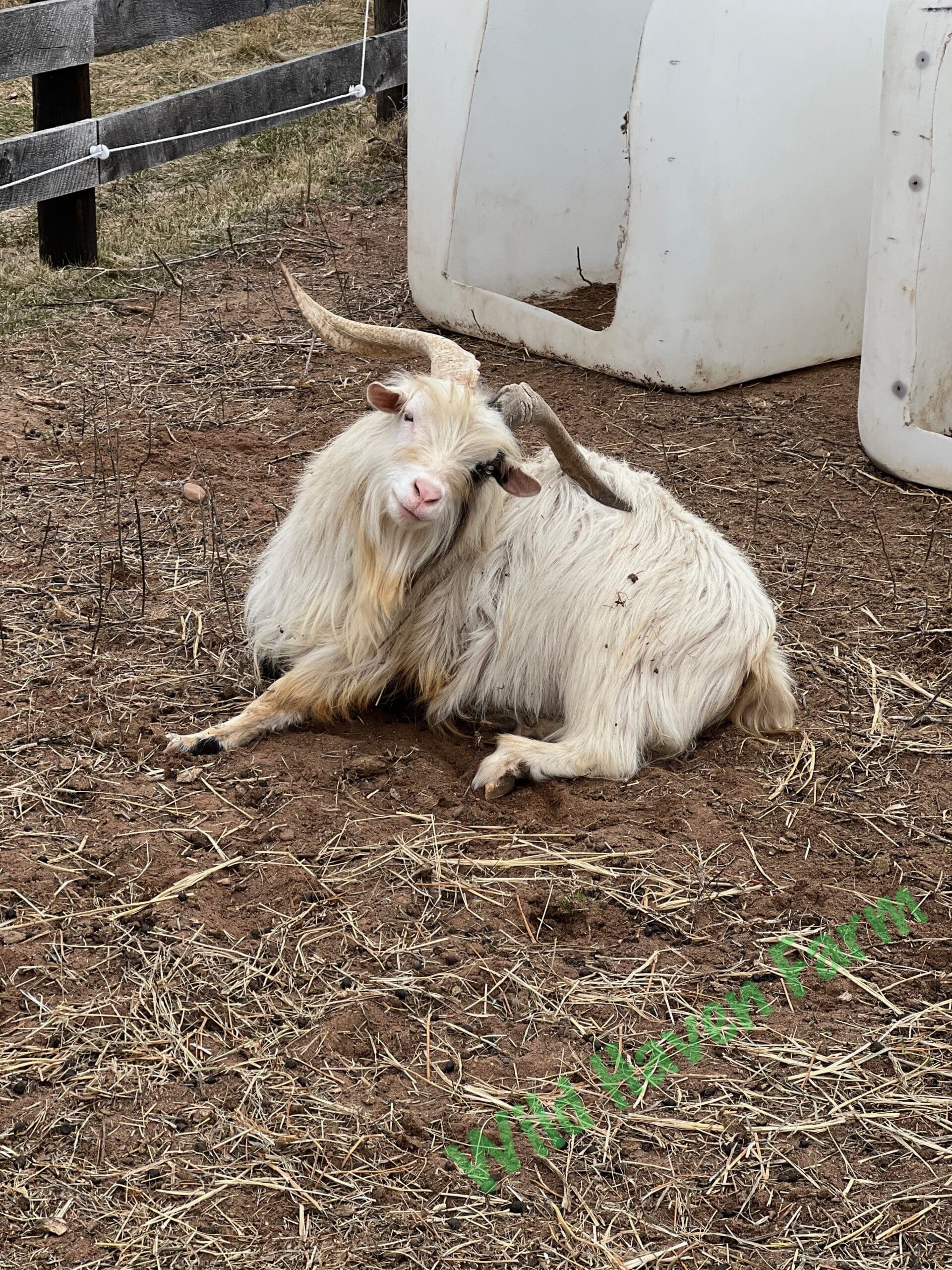 Large male goat with long hair and long horns laying on the ground looking at the camera.