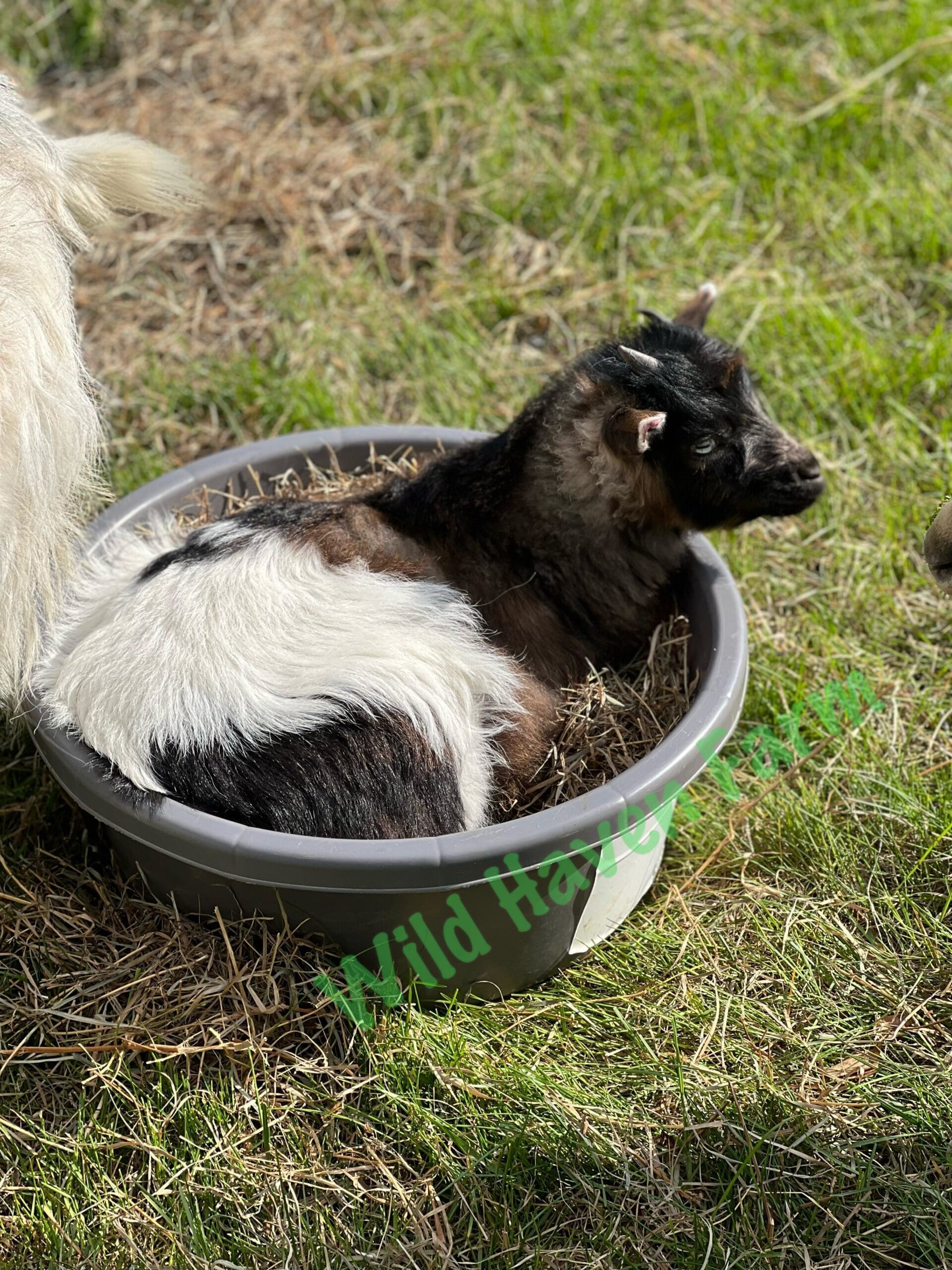baby goat in a plastic tub