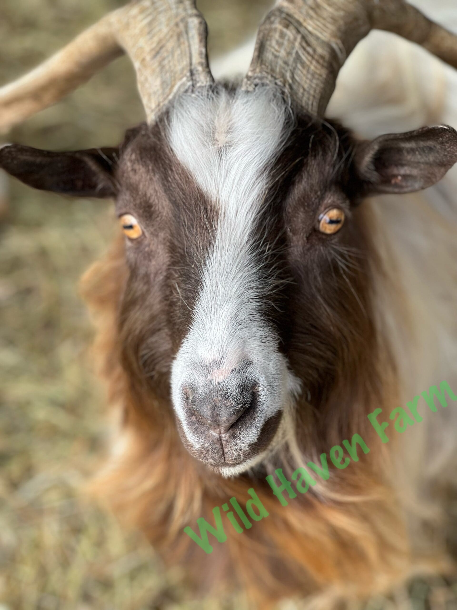 male goat looking at the camera