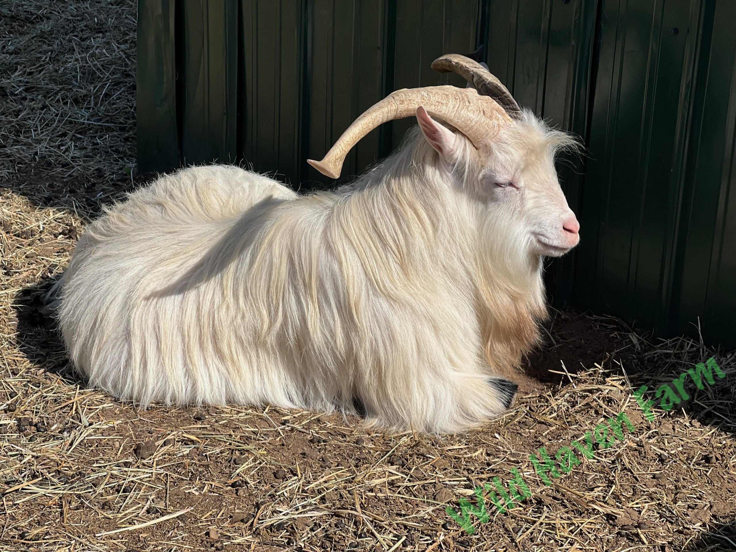 Goat (Blizzard Sky) with large horns laying in the sun appearing to smile.