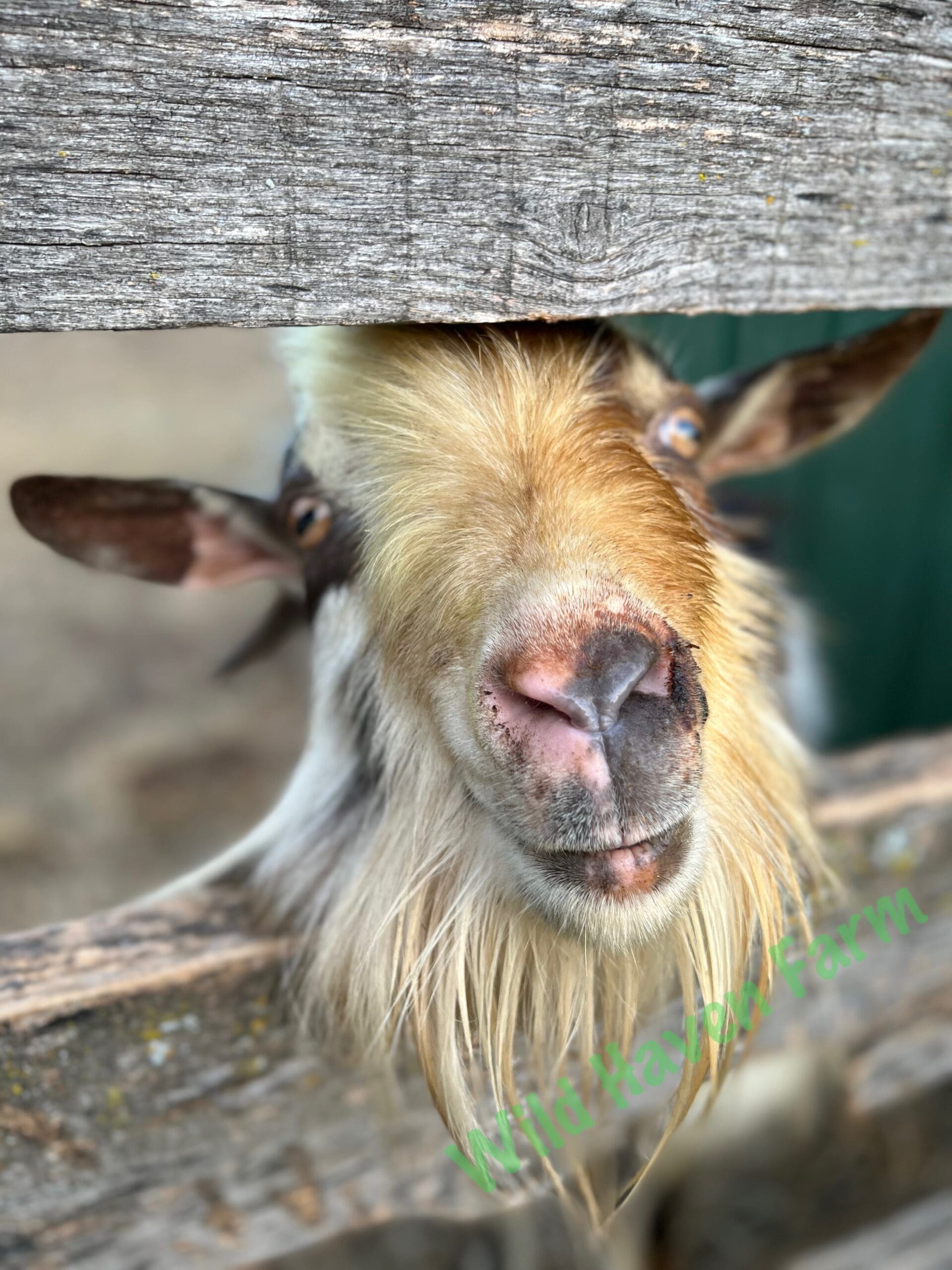 Goat looking between wooden fence rails.