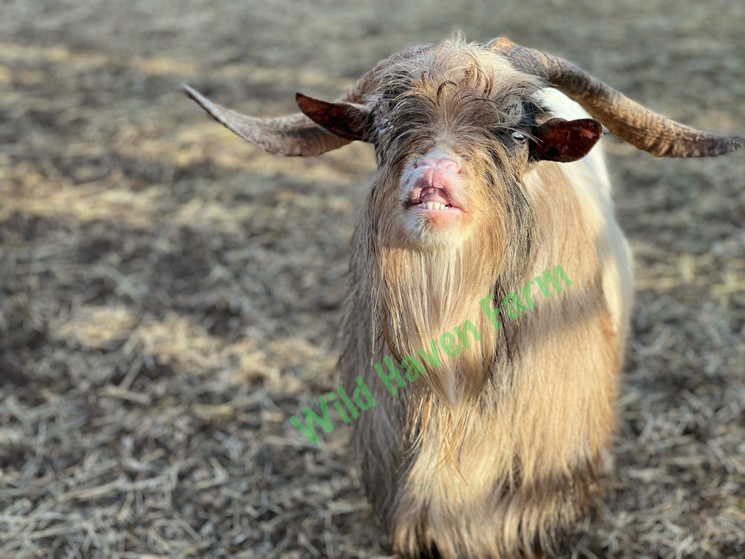 Sky during rut showing Flehmen response 2022-12-01 Male goat showing Flehmen response, or lip curl.