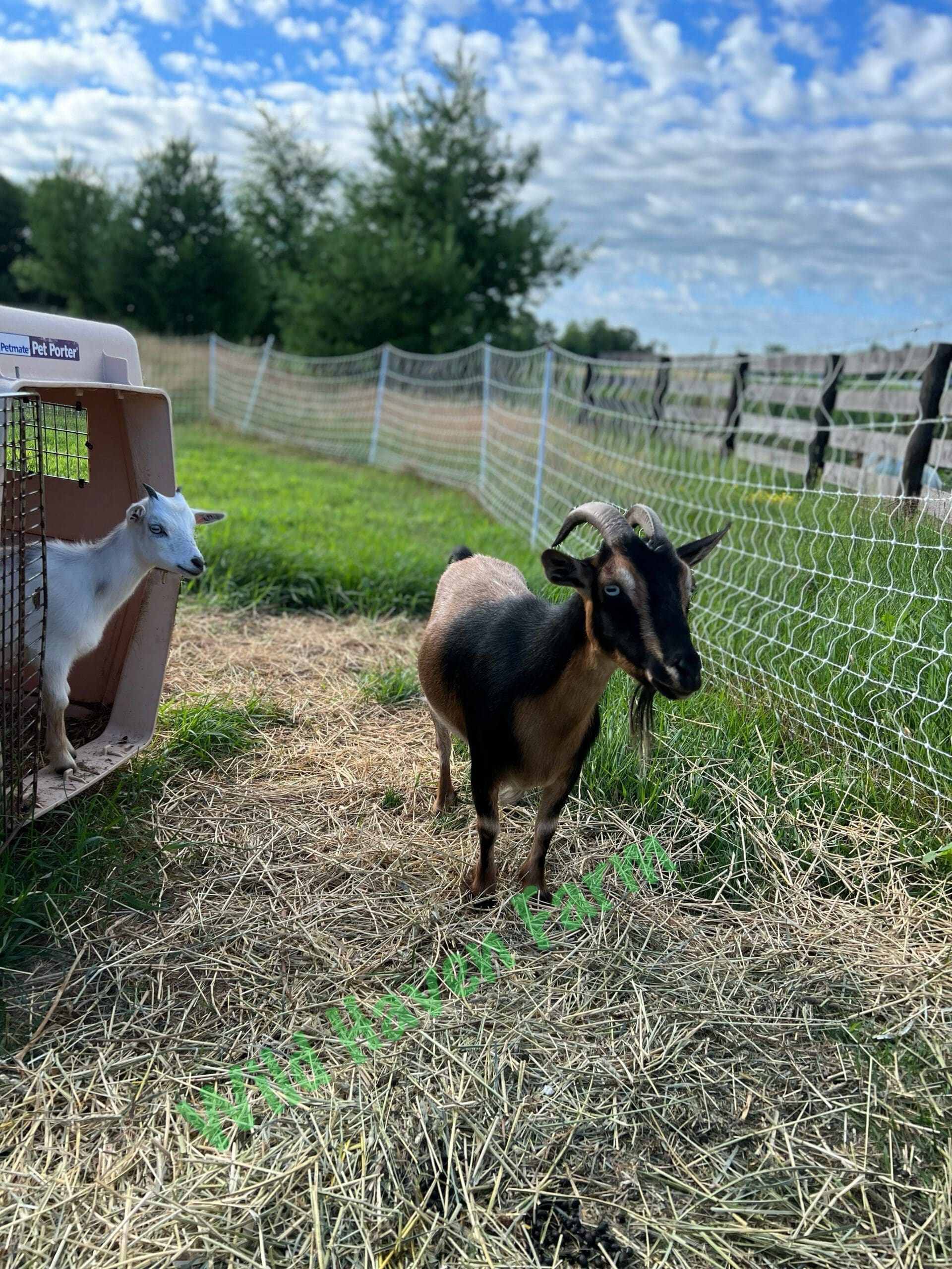 Two goats in front of an electric fence