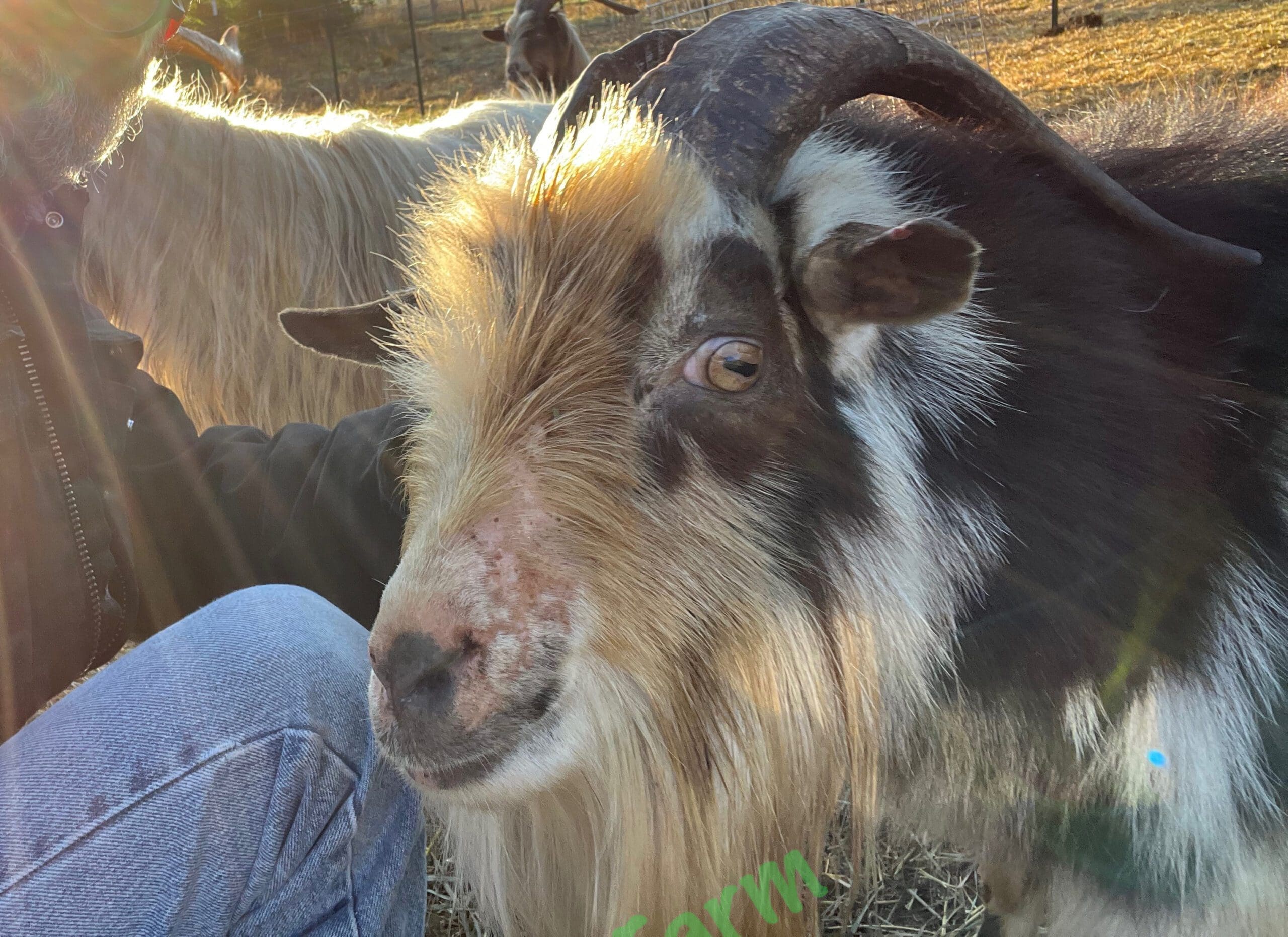 face of a male goat