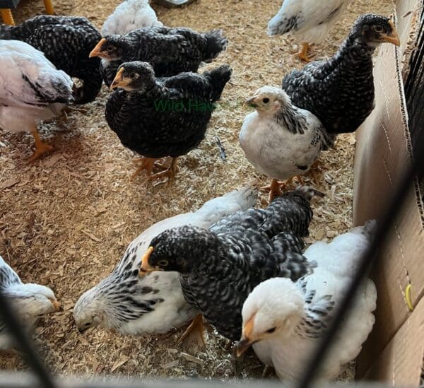 Chickens in a brooder