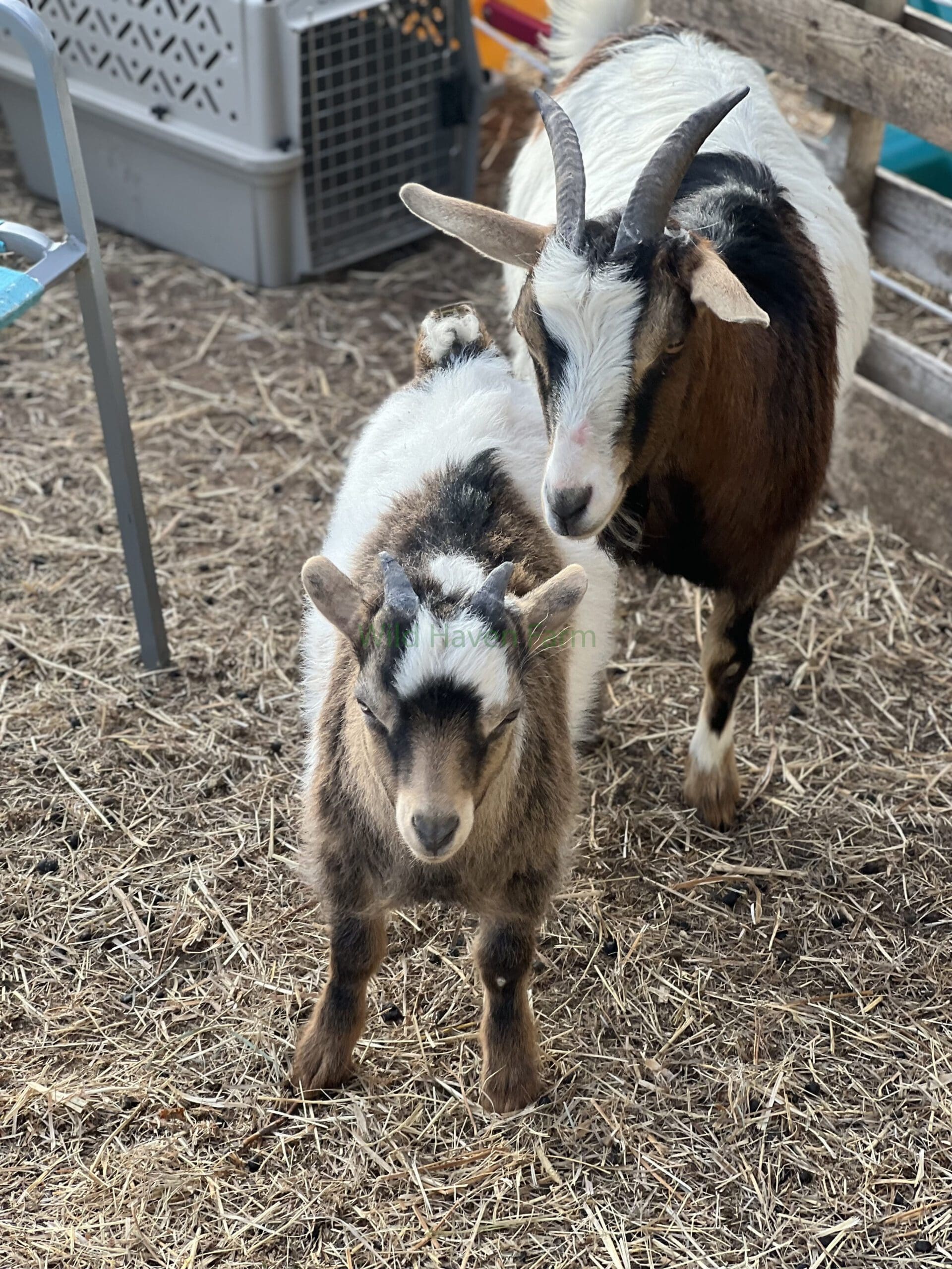 Buckling goat and his mother