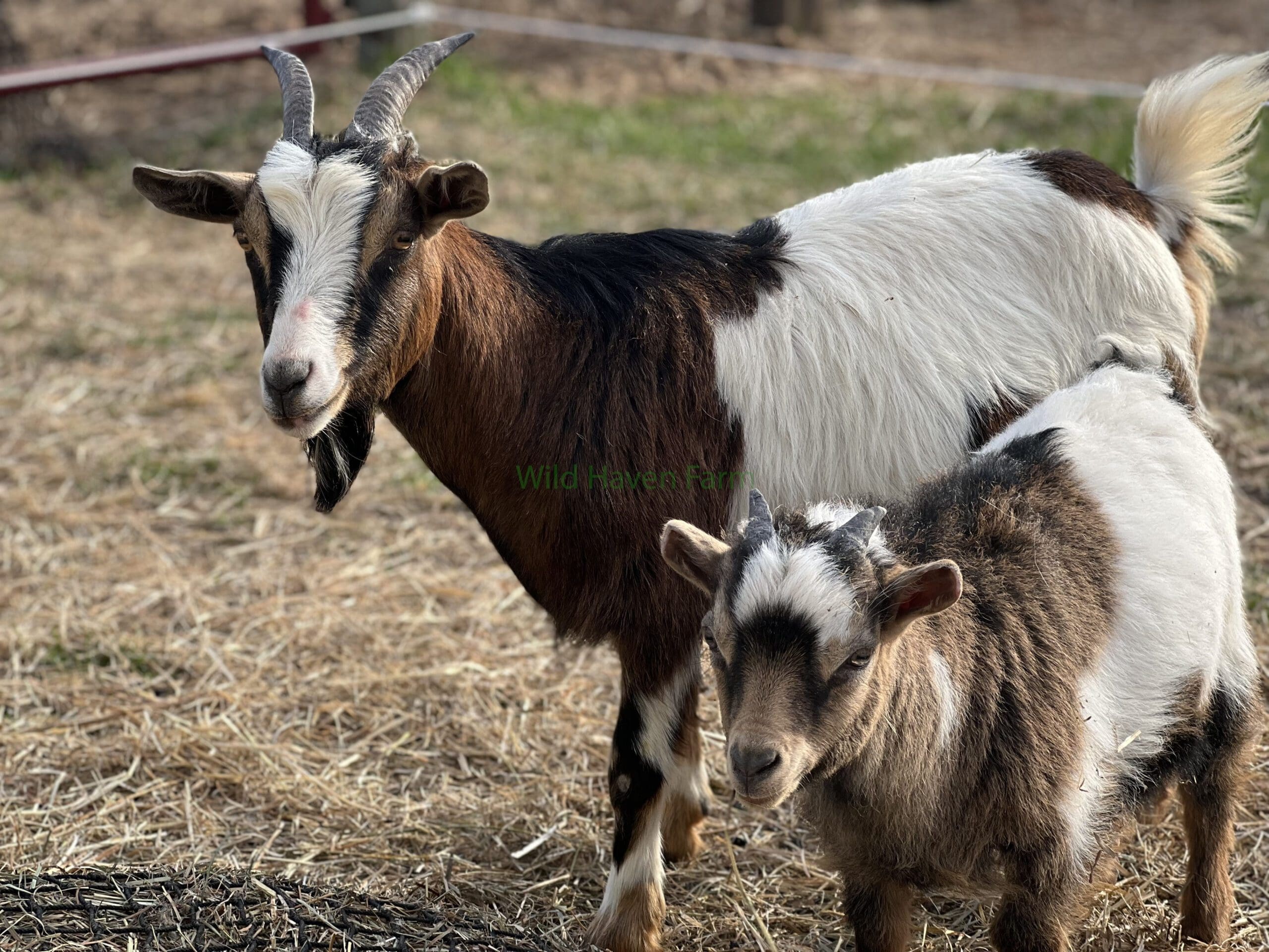 Buckling goat and his mother