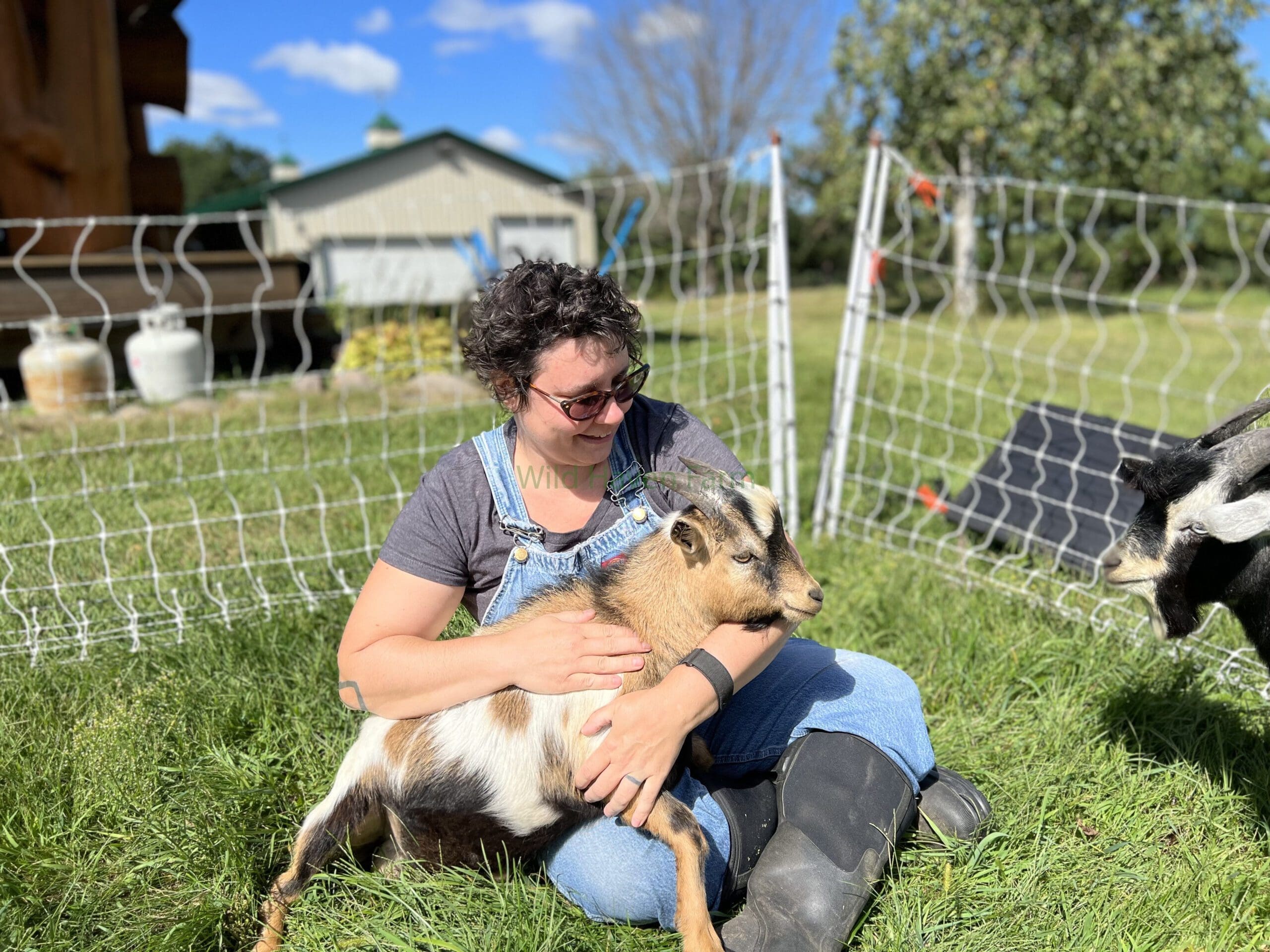 Woman sitting on lawn holding a bucking goat