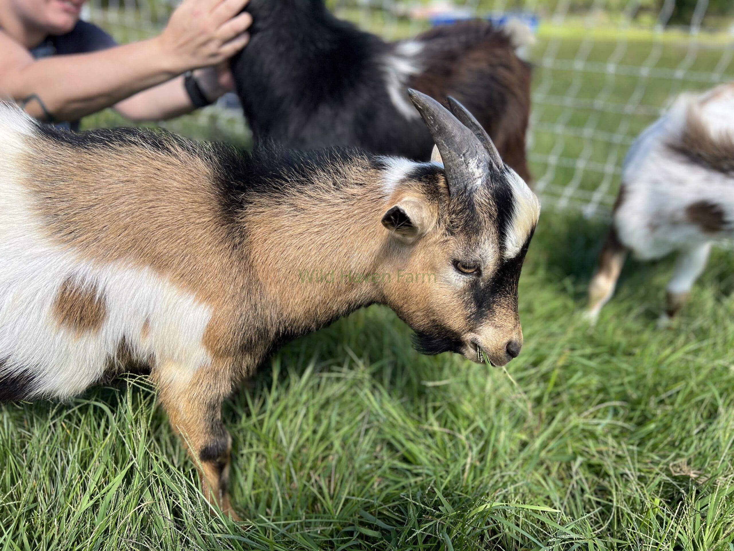 Buckling goat on a lawn