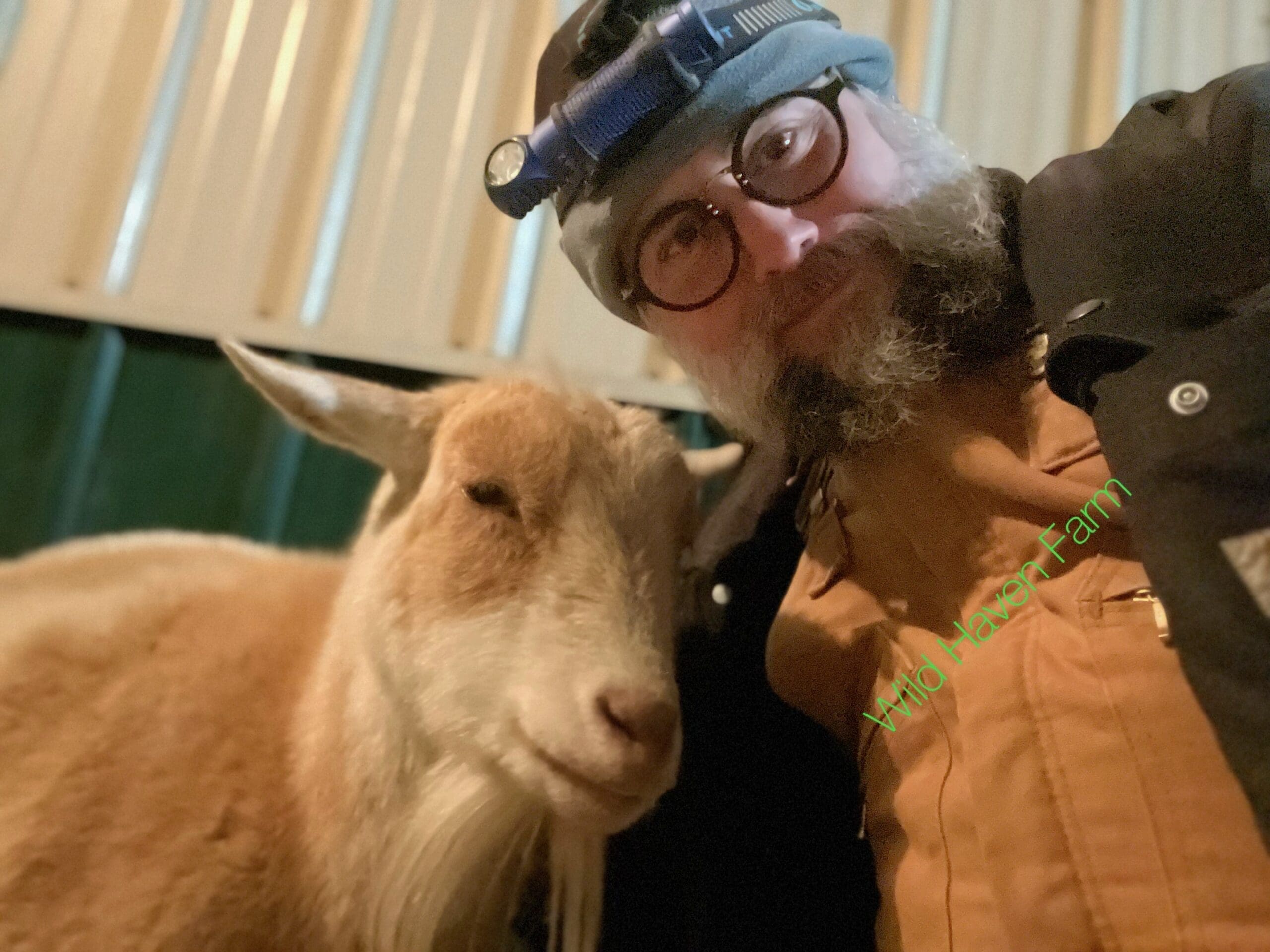 Man and goat taking selfie