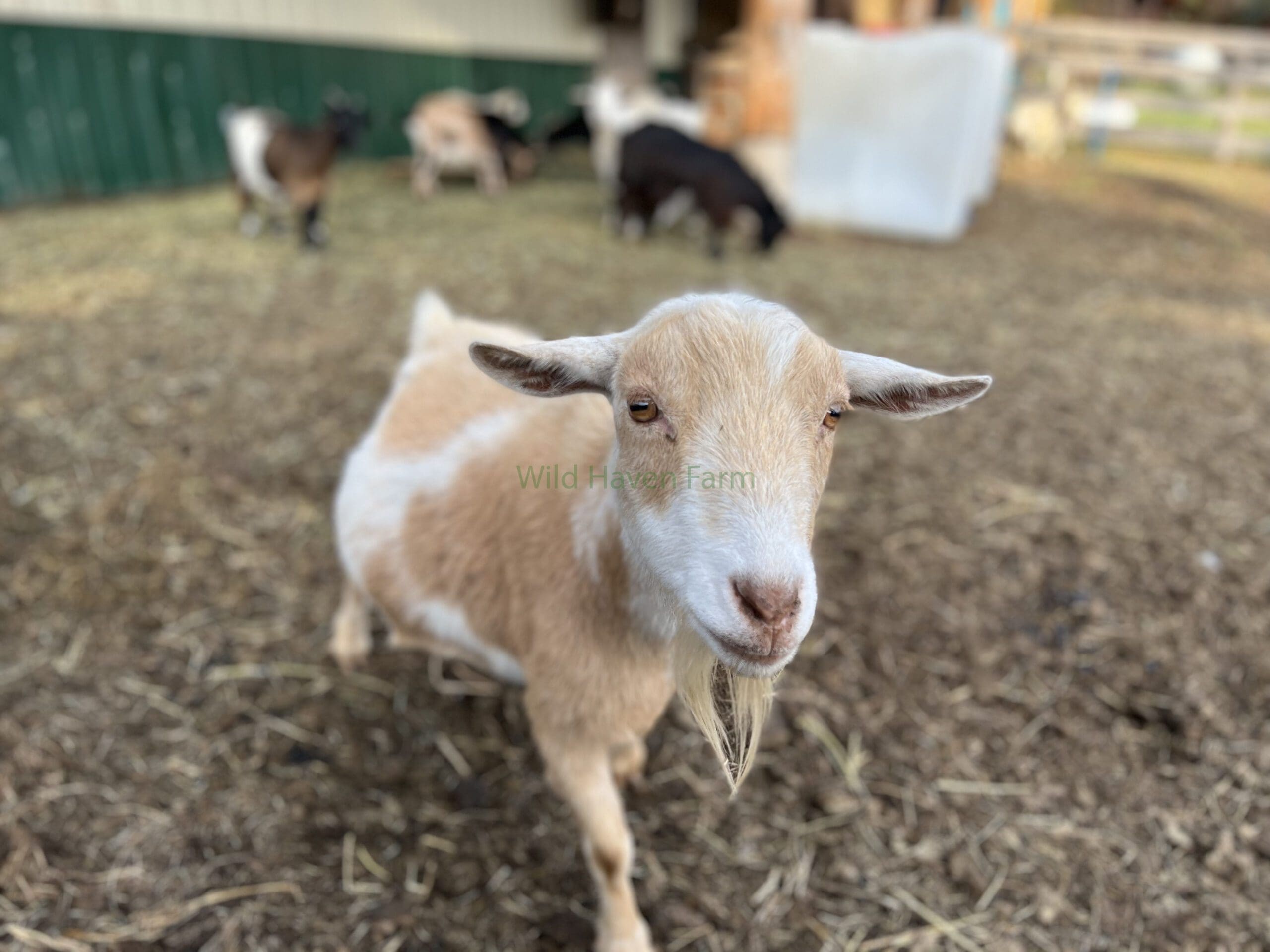 Female Nigerian Dwarf goat walking toward the camera