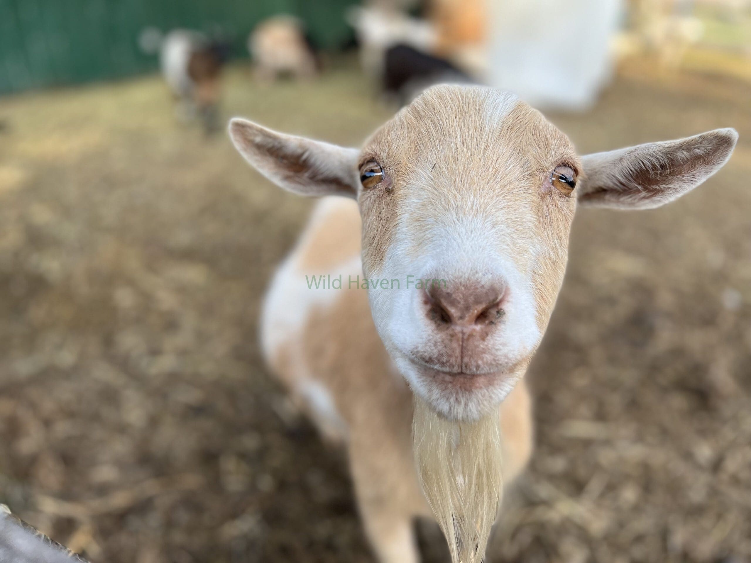 Mindy, a female Nigerian Dwarf goat walking toward the camera.