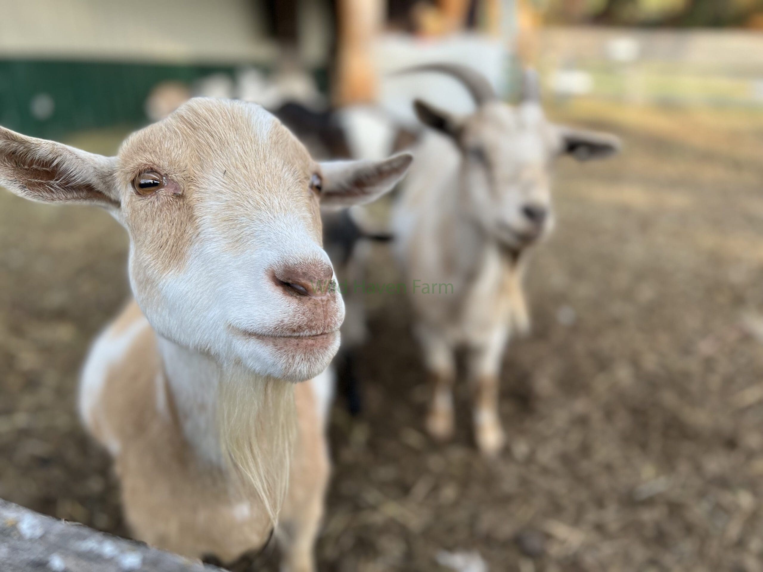 Female Nigerian Dwarf goat looking at the camera.