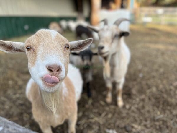 Female Nigerian Dwarf goat walking toward the camera with tongue stuck out