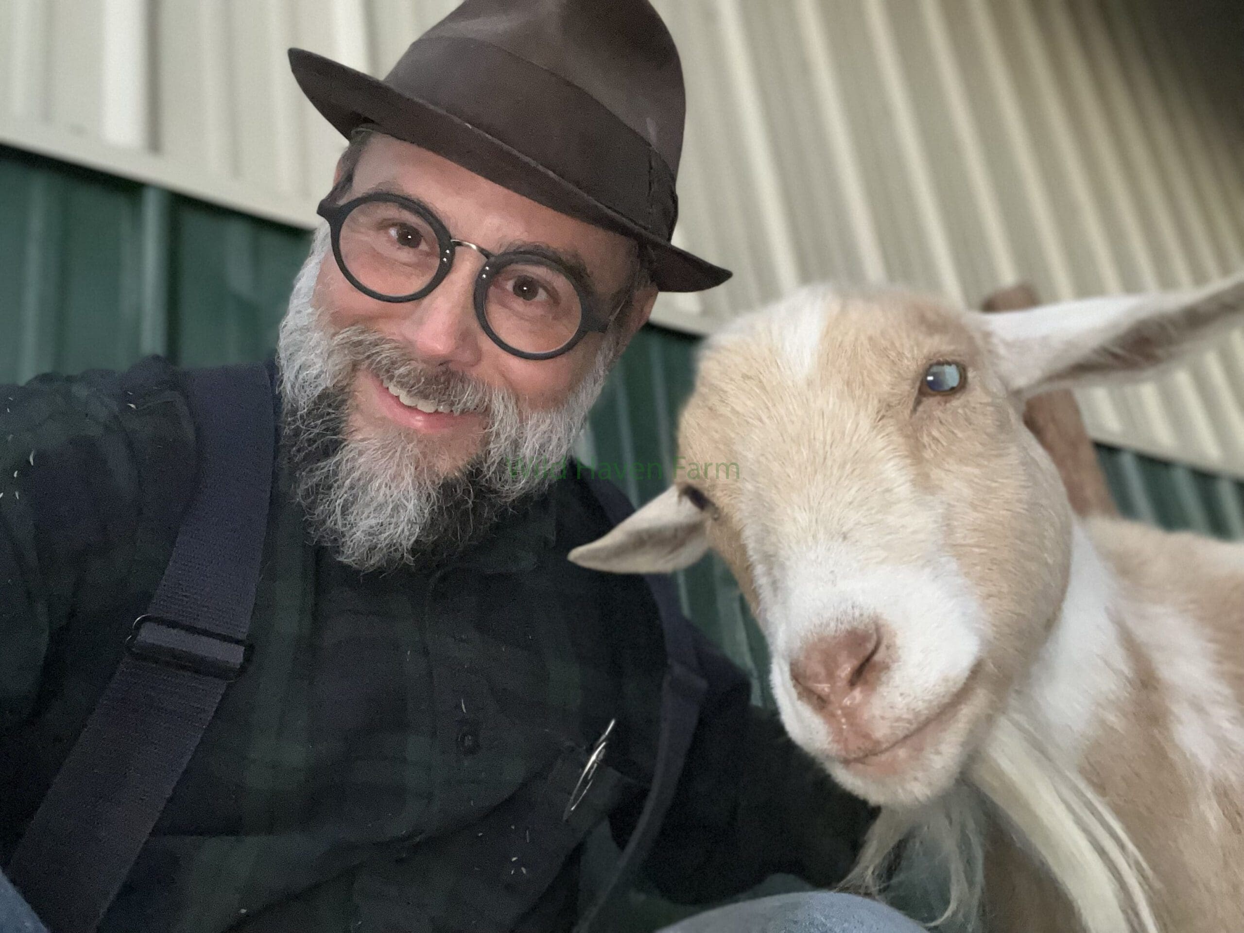 Female Nigerian Dwarf goat and man taking a selfie.