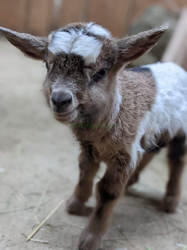 Closeup of buckling goat