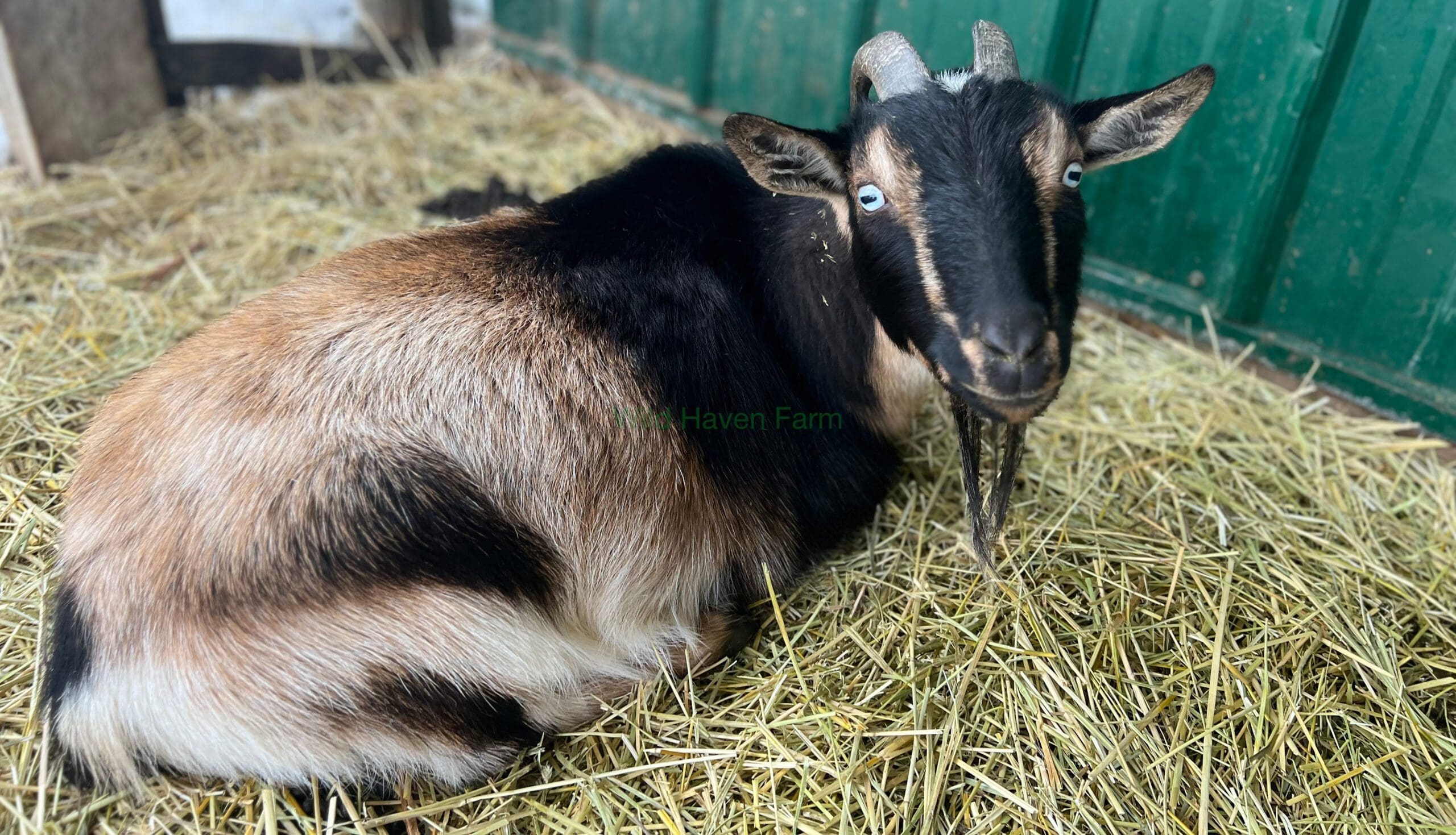 Goat named Skye laying on hay looking at the camera