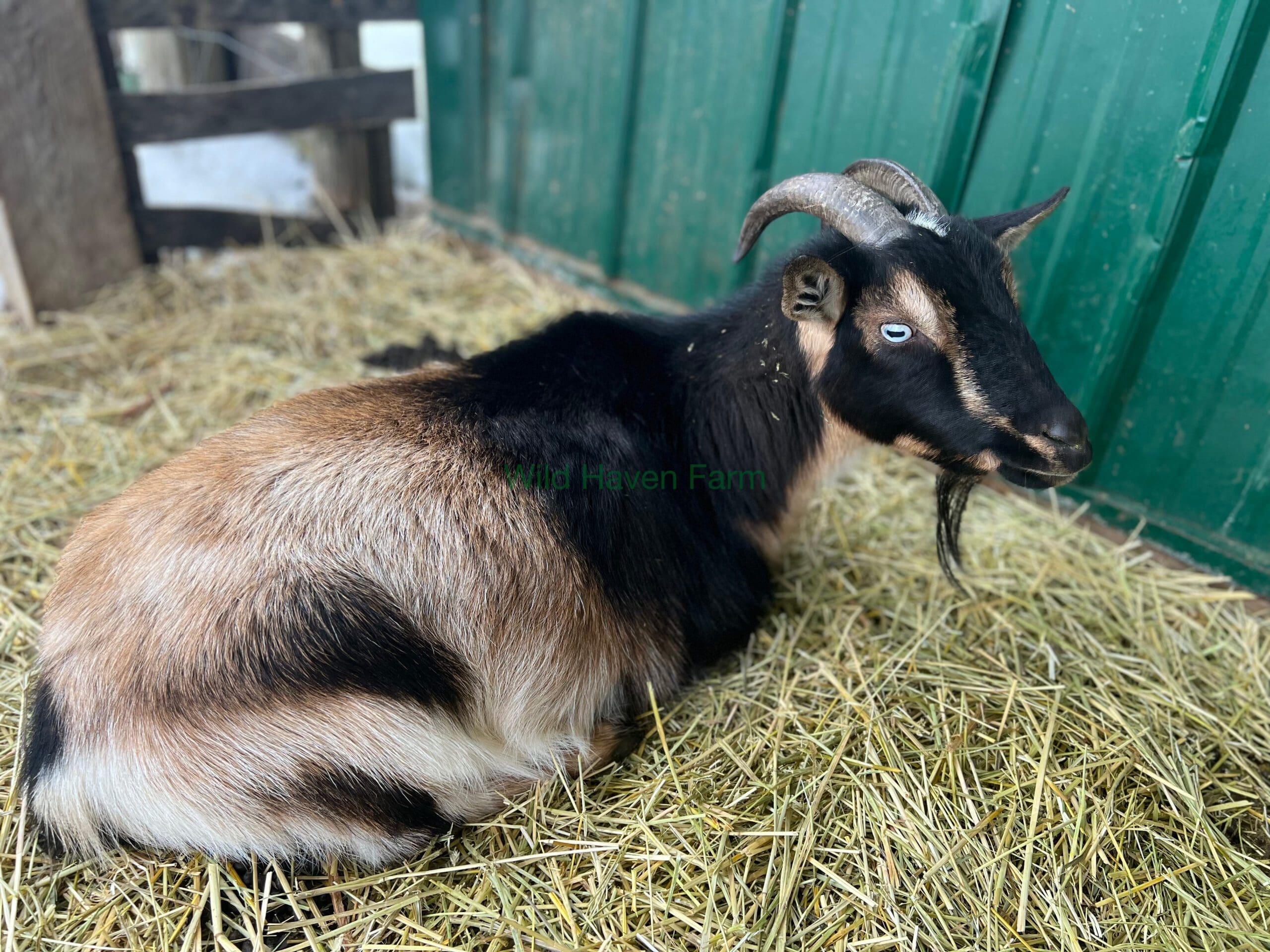 Goat named Skye laying on straw