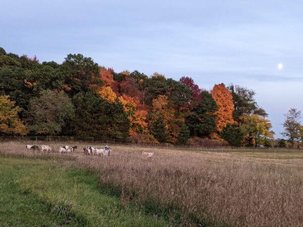 Autumn tree line across farm field at Wild Haven Farm