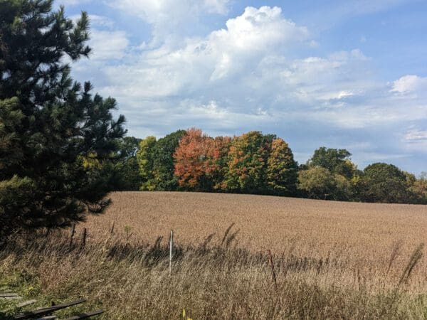 Autumn tree line across farm field