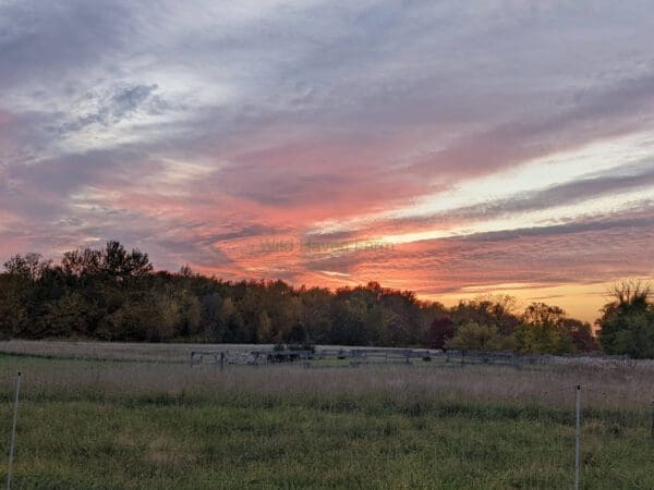 Sunset over a pasture with trees in the background