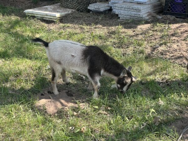 Pygmy wether goat