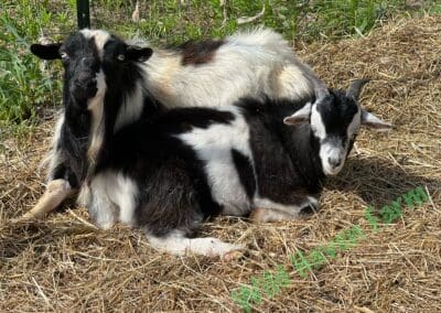 Two goats (Keith and Cowboy) laying next to each other.