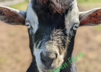 Keith, a myotonic goat looking at the camera over a steel fence.