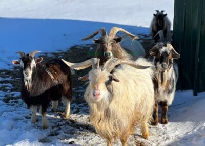 Group of buck goats standing in the snow looking at the camera