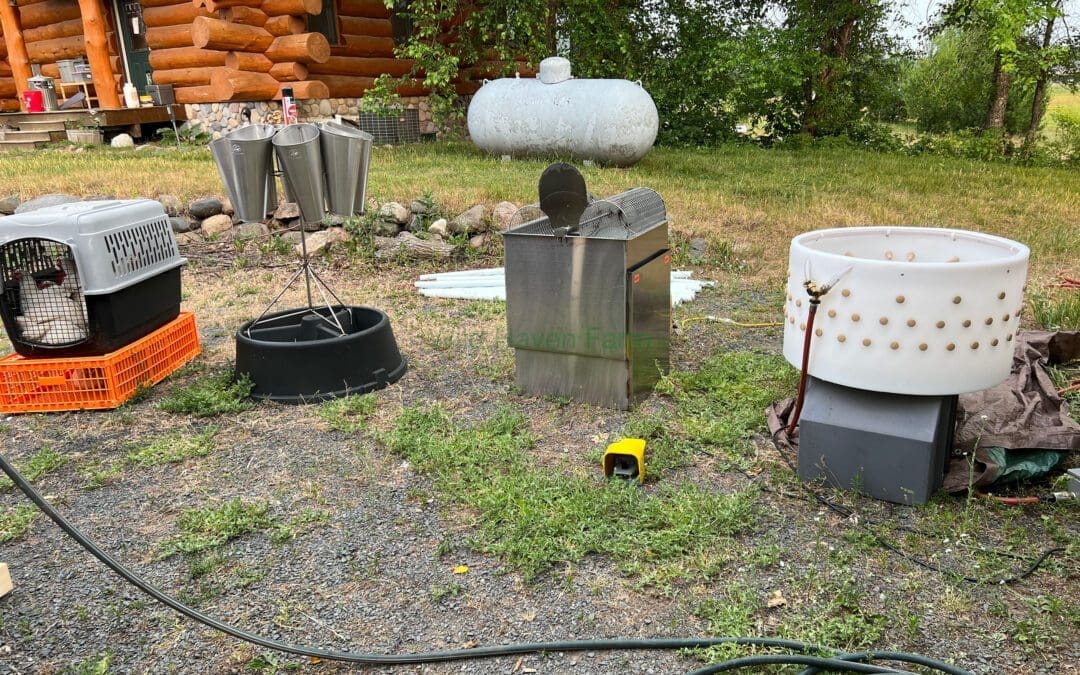Chicken Processing – Day 2