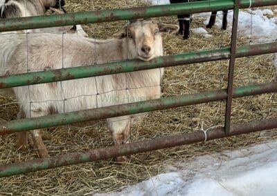 Goat (Echo) looking through a steel gate