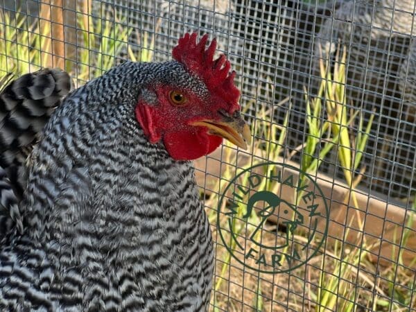 Close up pf barred rock rooster