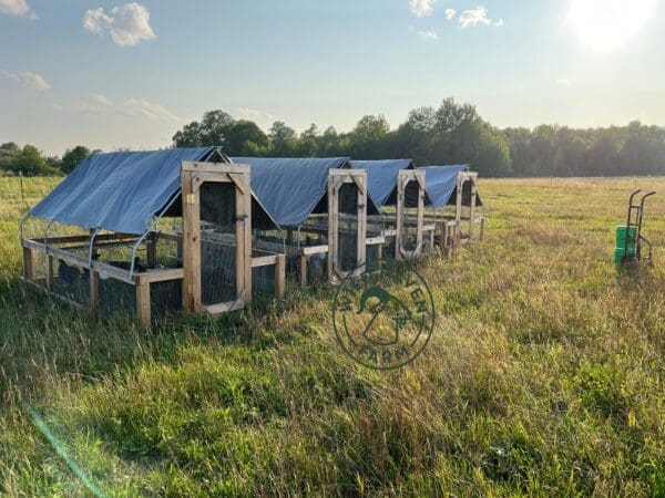 Four Suscovich chicken tractors lined up on pasture