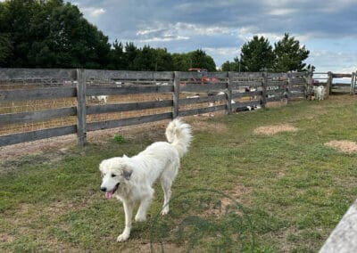 Enlil, the Great Pyrenees livestock guardian dog guarding the goat does.