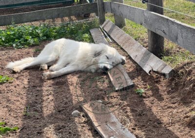 Enlil, a great pyrenees livestock guardian dog, napping