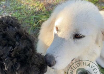 Inanna, a Great Pyrenees livestock guardian dog with Sousa, a labradoodle.